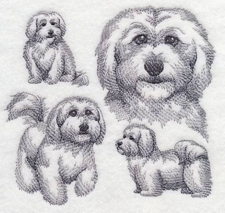 Coton De Tulear Sketch