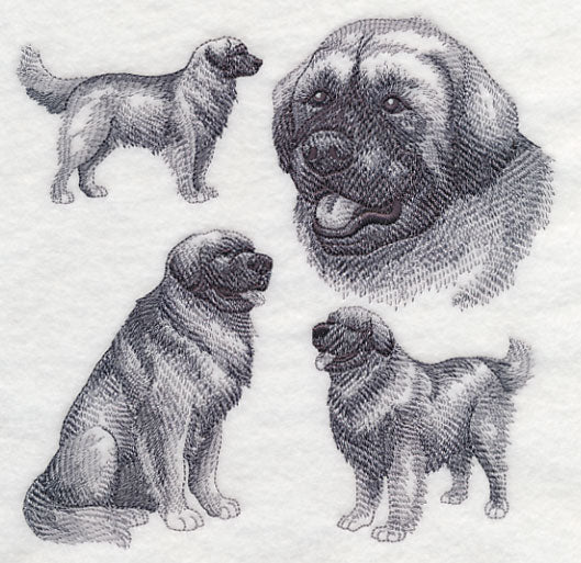Leonberger Sketch