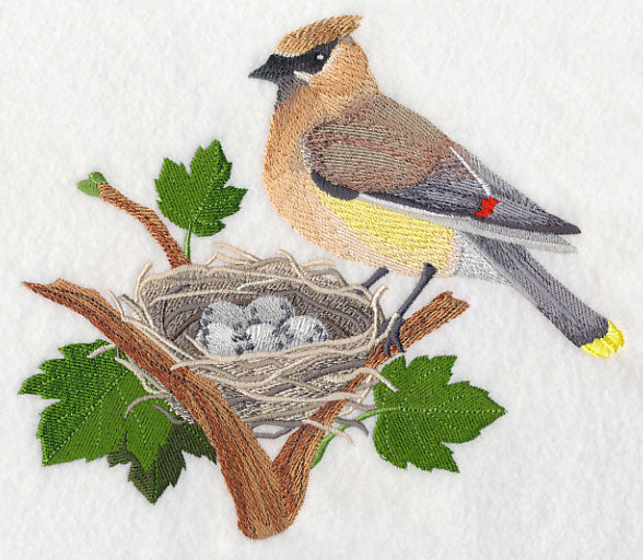 Cedar Waxwing and Nest