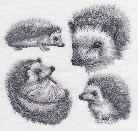 Hedgehog Sketch