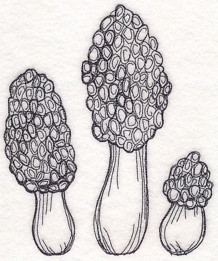 Morel Mushroom Etching