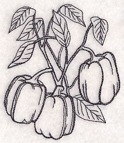 Bell Pepper Etching