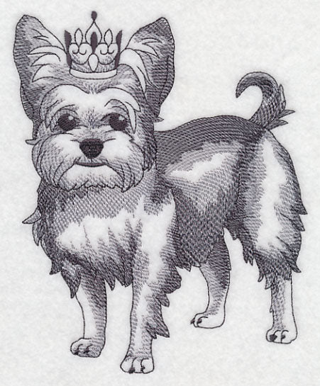 Yorkshire Terrier in Crown