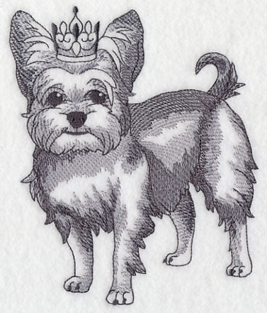 Yorkshire Terrier in Crown