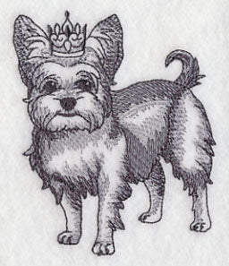 Yorkshire Terrier in Crown