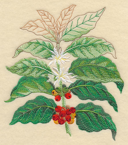 Coffee Plant Botanical