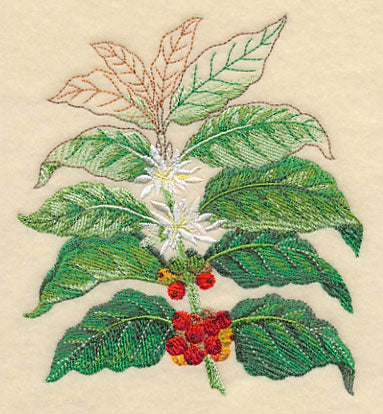 Coffee Plant Botanical