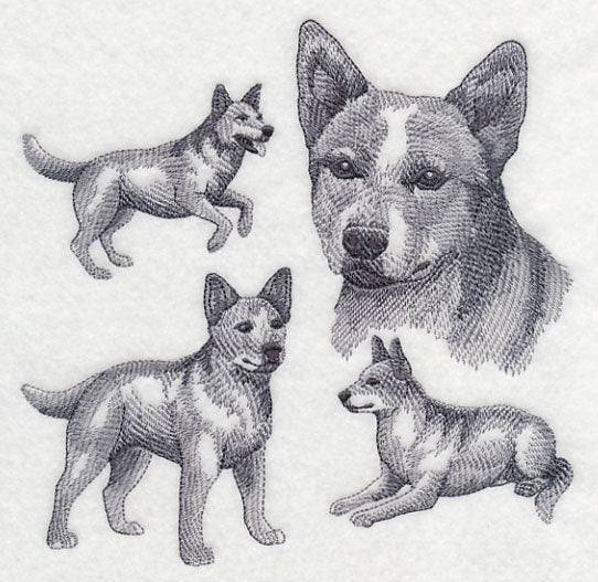 Red Heeler Sketch