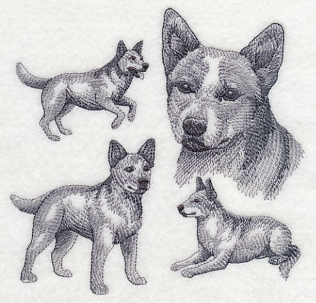 Red Heeler Sketch