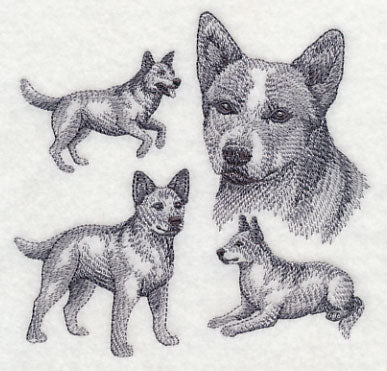 Red Heeler Sketch