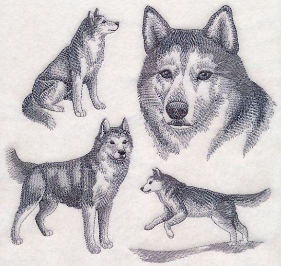 Siberian Husky Sketch