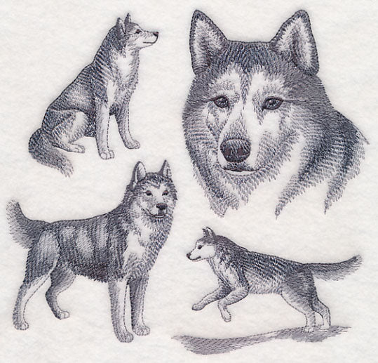 Siberian Husky Sketch
