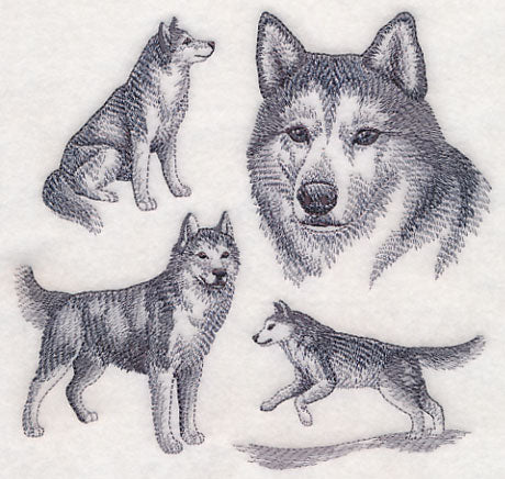 Siberian Husky Sketch