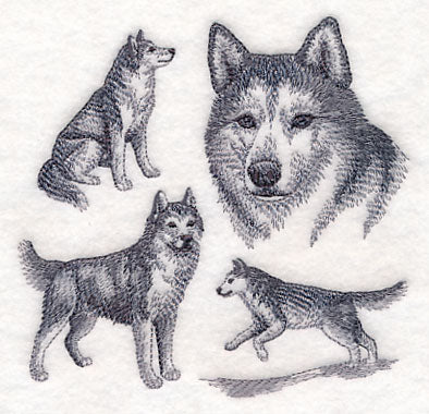 Siberian Husky Sketch