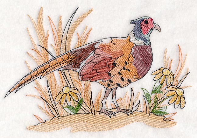 Pheasant Sketch