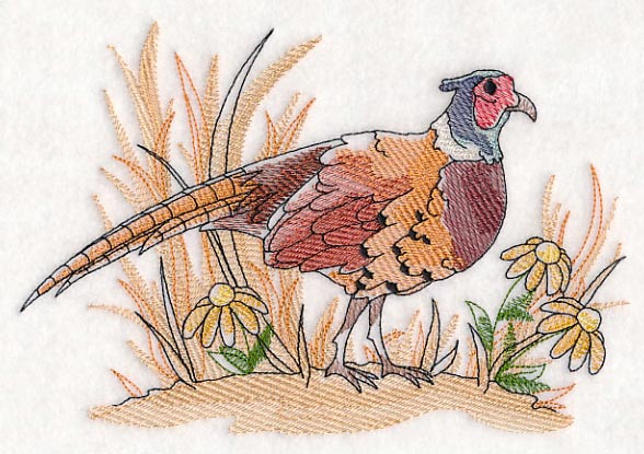 Pheasant Sketch