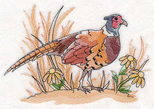 Pheasant Sketch