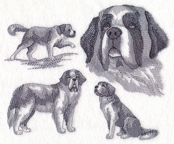 St. Bernard Sketch