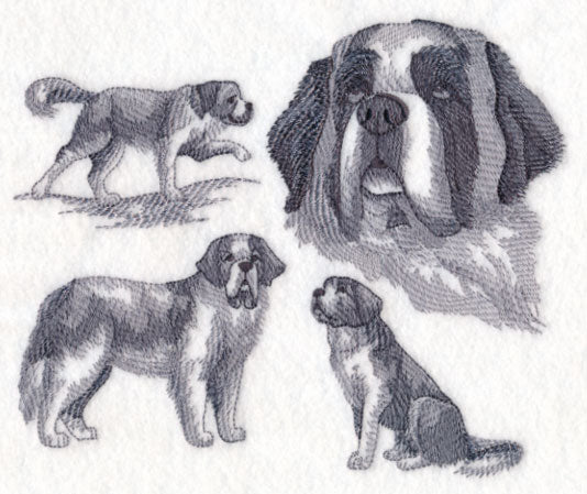 St. Bernard Sketch