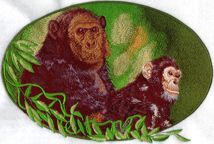Two Chimpanzees