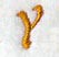 Cheshire Letter Y (3 Inch)