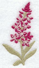 Fireweed (Thick Thread)