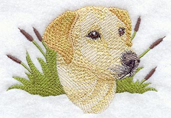 Labrador Retriever Head