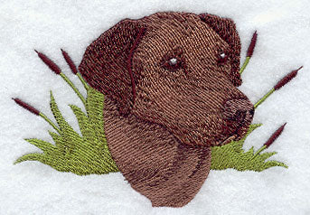 Labrador Retriever Head