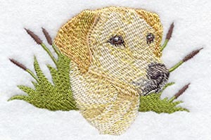 Labrador Retriever Head