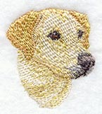Labrador Retriever Head