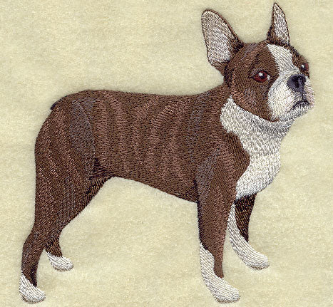 Boston Terrier