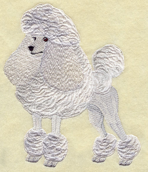 Standard Poodle
