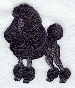 Standard Poodle