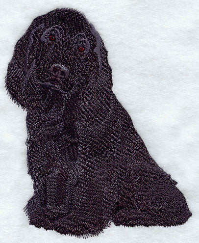 American Cocker Spaniel