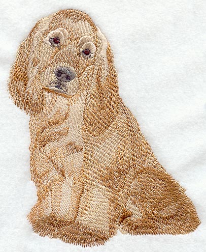 American Cocker Spaniel