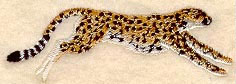 Cheetah