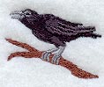 Raven on Branch