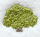 Tree (Miniature)