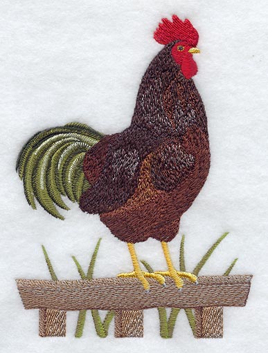 Rhode Island Red Rooster