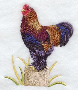 Partridge Brahma Rooster