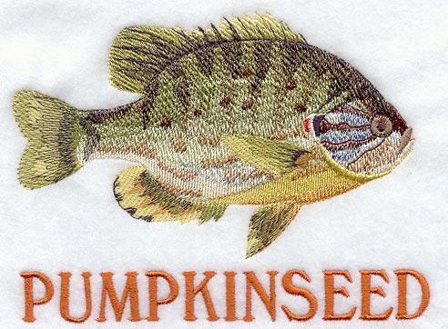 Pumpkinseed