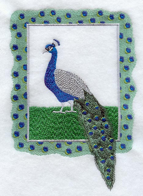 Peacock and Frame