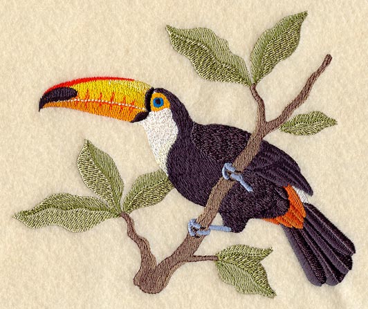 Toco Toucan