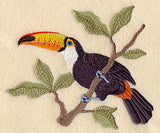 Toco Toucan