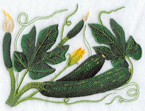 Zucchini Botanical