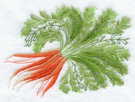 Carrot Botanical