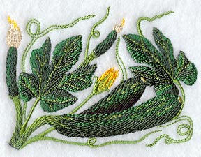 Zucchini Botanical