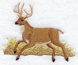 Whitetail Deer in Grass