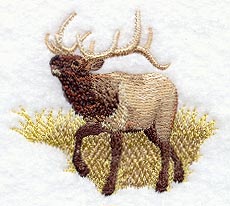 Elk in Grass