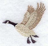 Flying Canada Goose